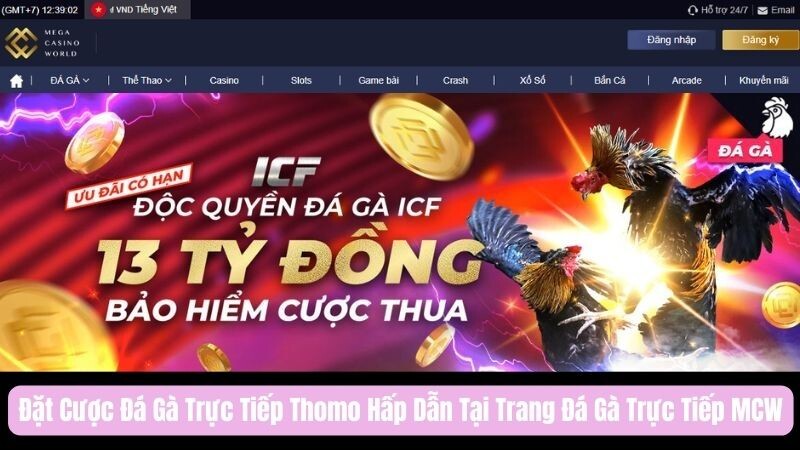 Giới thiệu về đá gà trực tiếp Thomo tại MCW